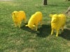Drei Schafe in gelb