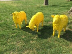 Drei Schafe in gelb