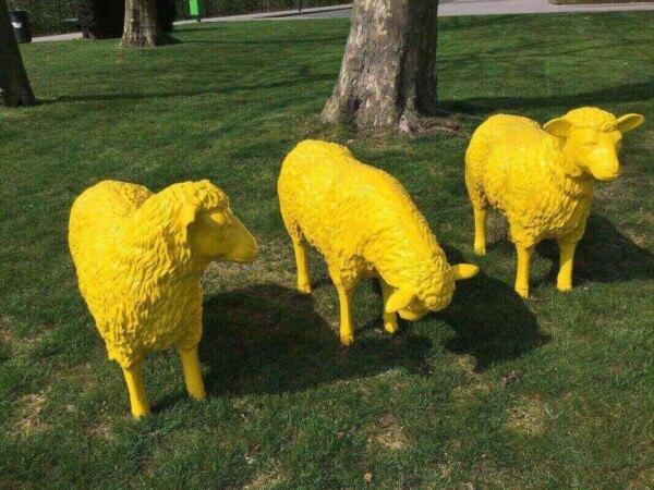 Gelbe Schafe