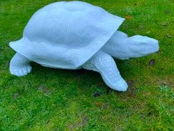 Schildkröte als Rohling