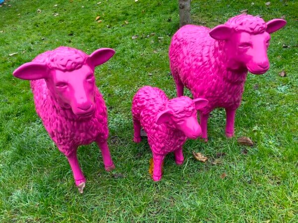 Schafe und ein Lamm in Pink