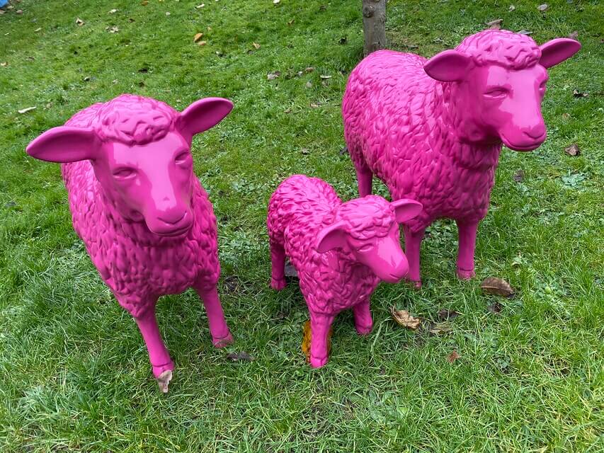 Schafe und ein Lamm in Pink
