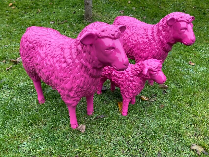 Schaffamilie in Pink