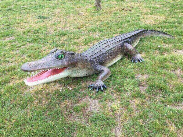 Krokodil Delo lebensgroß