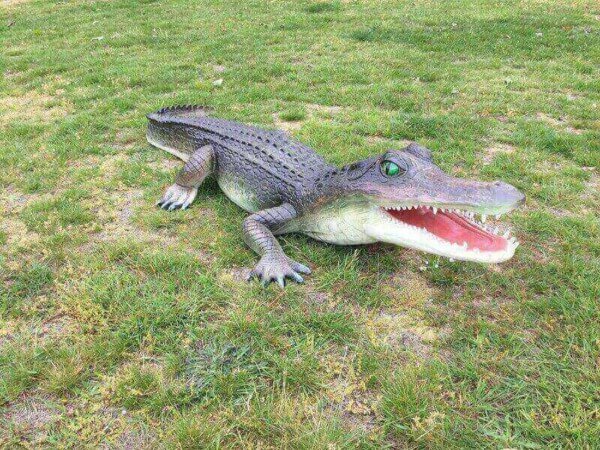 Krokodil lebensecht bemalt