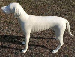 Deko Kurzhaar Hund