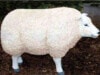 Molliges Schaf kopf gerade aus schauend