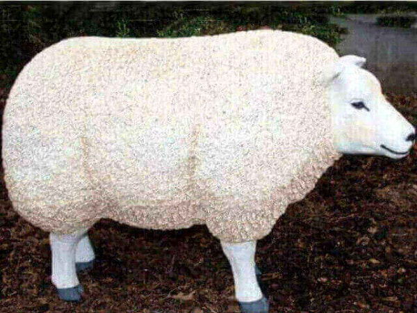 Molliges Schaf kopf gerade aus schauend