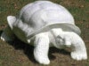 Riesige Deko Schildkröten als Rohlingeemalen