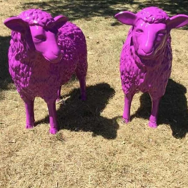 Zwei Schafe pink