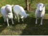 Drei Schafe zwei gerade aus schauend und ein fressendes Schaf