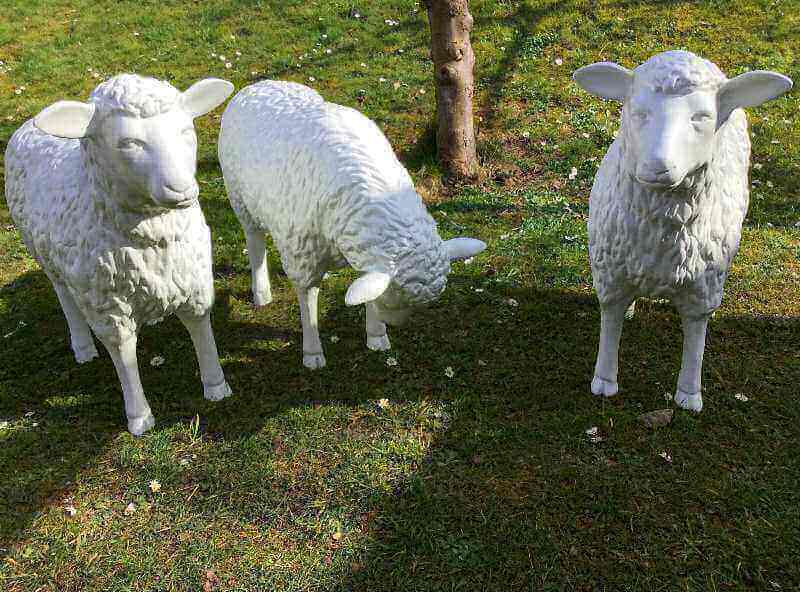 Drei Schafe zwei gerade aus schauend und ein fressendes Schaf