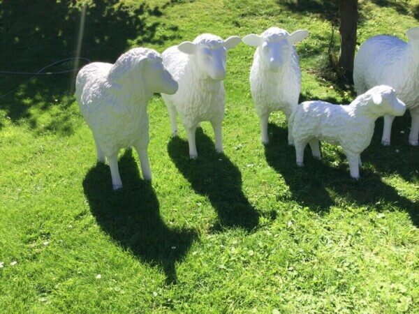 Schafe nach Kundenidee