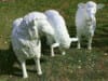 Drei Schafe - eins links schauend, eins fressend und eins gerade aus schauend