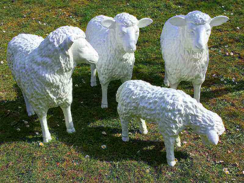 Drei Schafe davon eins links cahuend ein Lamm in fressender Haltung