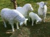 Drei Schafe in unterschiedlicher Körperhalung und ein fressendes Schaf