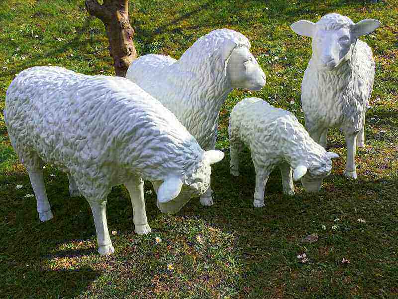 Drei Schafe in unterschiedlicher Körperhalung und ein fressendes Schaf