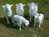 Drei Schafe und zwei Lämmer