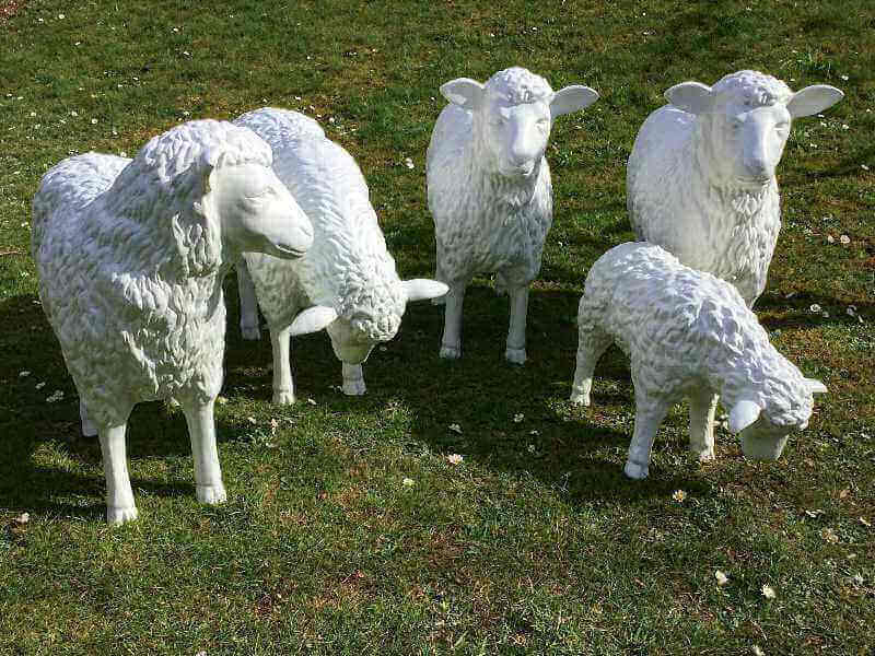 Vier Schafe - eins links schauend - eins fressend - zwei gerade aus schauend und ein Lamm fressend
