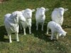 Schafe als Rohlinge