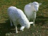 Zwei Schafe ein in fressender Haltung und eins gerade aus schauend