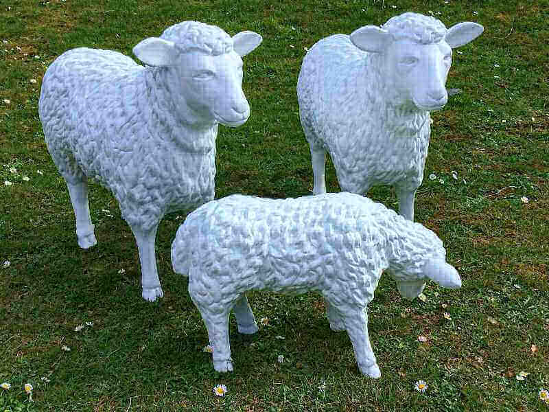 Zwei Schafe gerade aus schauend und 1 Lamm in fressender Haltung