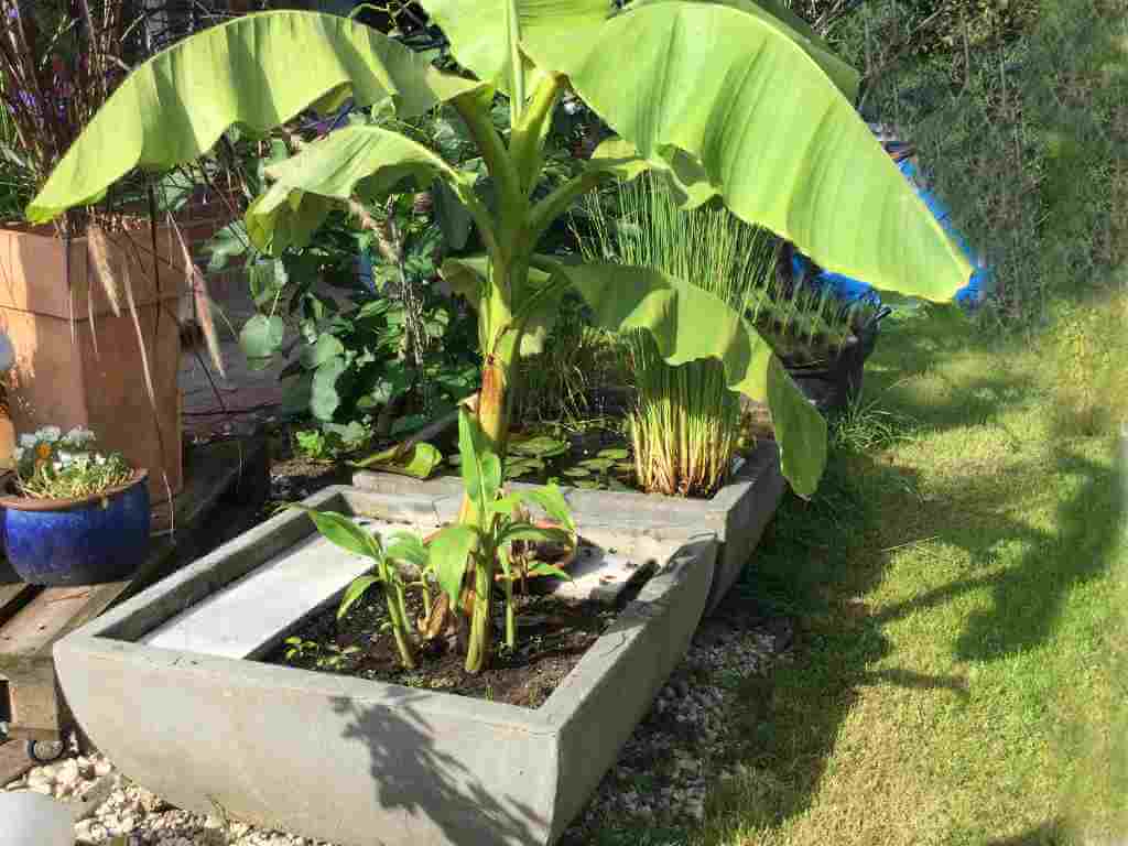 Bananbaum uohne Früchte