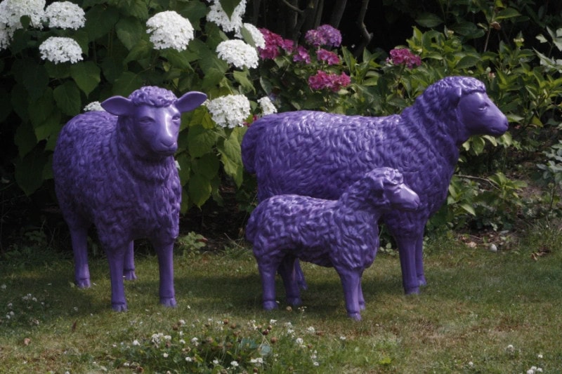 Schaffamilie in der Farbe Lila