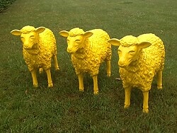 Drei Schafe gerade aus schauend in Gelb