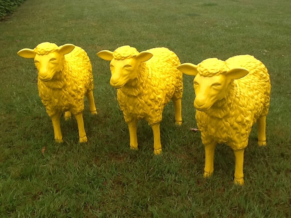 Drei Schafe gerade aus schauend in Gelb