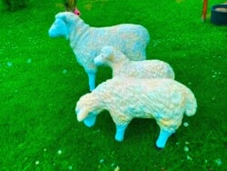 Alleinerziehendes Schaf mit Lämmer