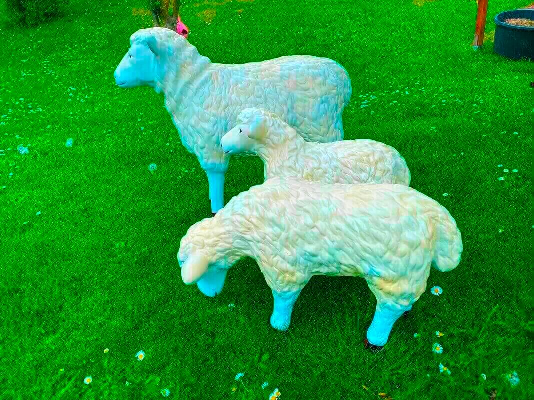 Alleinerziehendes Schaf mit Lämmer