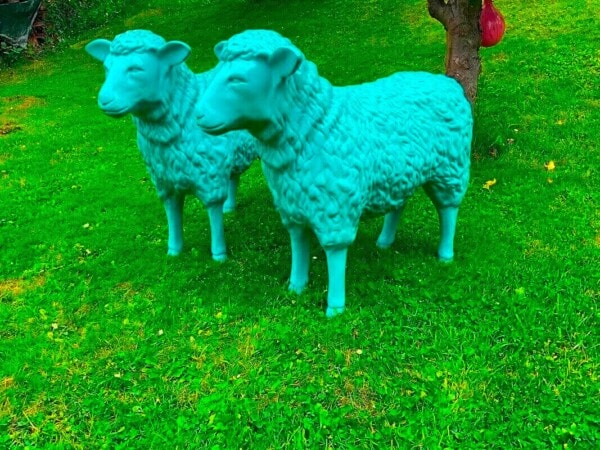 Schafe in der Farbe Petrol