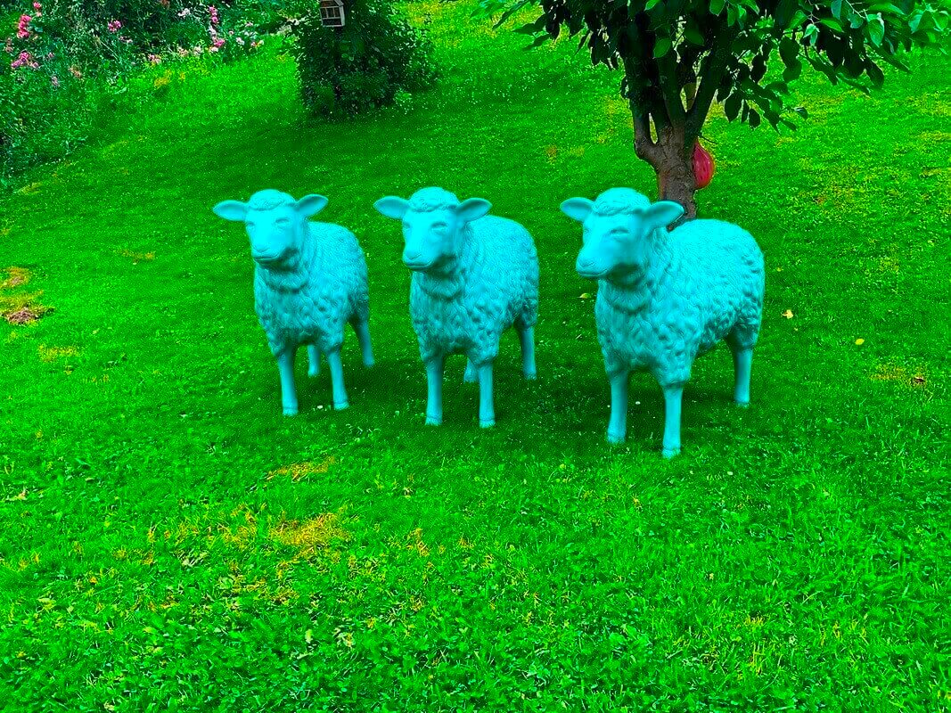 Schafsgruppe in Petrol