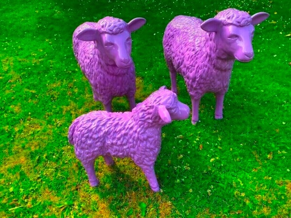 Schafe und Lamm in der Farbe Lila