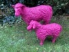 Lamm und Schaf in Pink