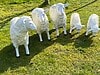 Schafe und Lämmer Naturfarben bemalt