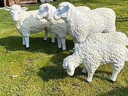 Lämmer und Schafe in Naturfarben